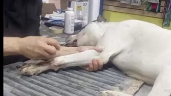 Mascota sufrió lesiones en la