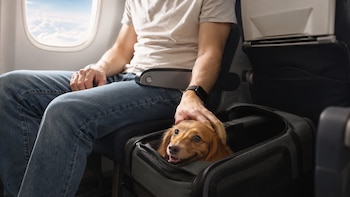 Mascotas en micros y aviones: así es viajar con tu perro en Argentina