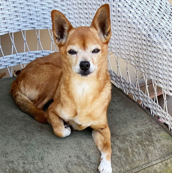 Sweet Tomato perdió poco más