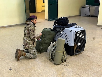 Además de militares, también se enviarán perros especializados en búsqueda de personas