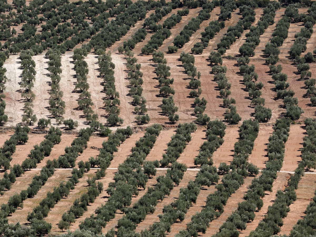 Las cooperativas de aceite de oliva exigen al Gobierno que intervenga ya ante el desplome de los precios: “No entendemos el retraso”