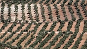 Las cooperativas de aceite de oliva exigen al Gobierno que intervenga ya ante el desplome de los precios: “No entendemos el retraso”