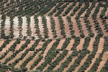 Olivares en Jaén. REUTERS/Jon Nazca