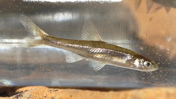 Ejemplar de jarabugo. (jmneiva/iNaturalist CC BY-NC 4.0)