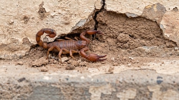 Un alacrán marrón emerge de una grieta vertical en una pared de color beige con pintura desconchada y tierra. El escorpión está parcialmente fuera.