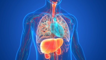La enfermedad hepática grasa aumenta el riesgo de infarto, según un estudio,