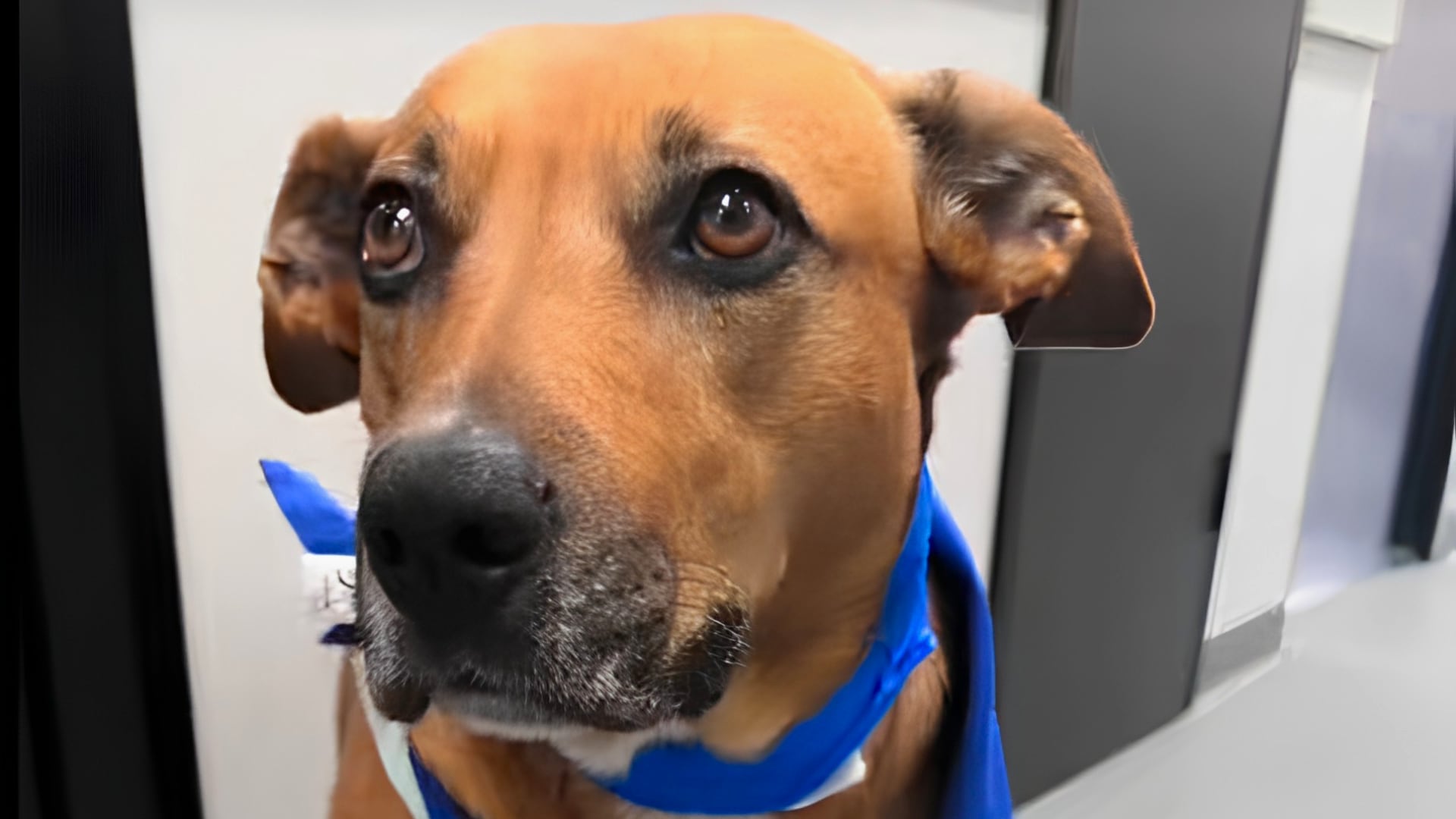 Nala, la perrita que acompaña a otros perros que se enfrentan solos a la eutanasia (@vet_lauren_)