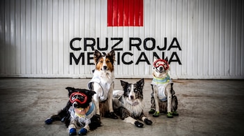 Cruz Roja Mexicana reconoce la labor de rescatistas y binomios caninos que llevaron apoyo y esperanza a familias afectadas por el doble terremoto en Venezuela. (Cruz Roja)