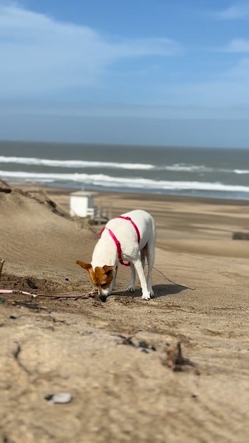 Un perro blanco con manchas marrones y arnés rosa agacha la cabeza sobre la arena en una duna con el mar de fondo