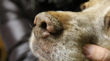 Autoridades sanitarias panameñas explican qué