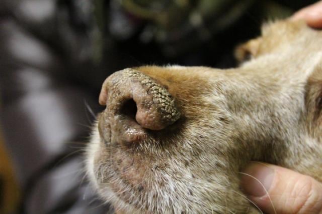 Diciembre y enero elevan los casos de parvovirus y moquillo en perros, según experto salvadoreño