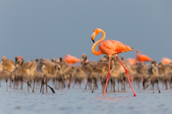 El meteorito de Chicxulub, responsable de la extinción de los dinosaurios, actúa como eje histórico en el documental sobre flamencos. (Foto cortesía: Lorenzo Hagerman/Pimienta Films)