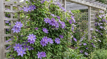 Flores violetas de clemátide con centros amarillos y hojas verdes trepan por una celosía de madera en un jardín.