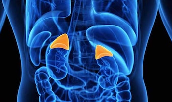 El cortisol es una hormona