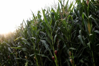 Sembradío de maíz captado en