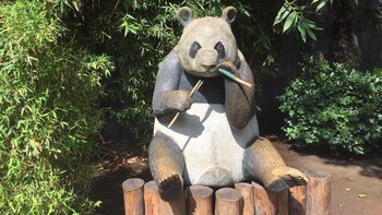 Shuan Shuan y Xin-Xin, pandas en América Latina.
(Foto: archivo)