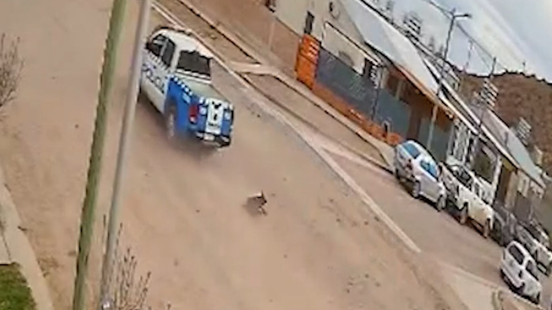 El animal agonizó y falleció en la calle