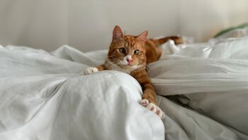 Luciano fue rescatado en abril