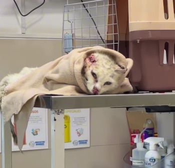 Aunque al inicio creyeron que