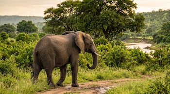 Un elefante visto de lado sobre un camino de tierra rodeado de arbustos verdes, árboles y un río al fondo.