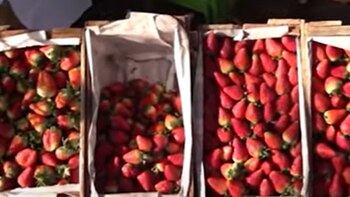 mercado de frutas vende fresa