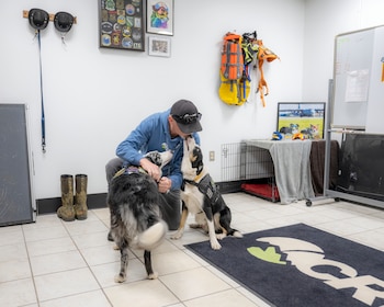 Un hombre agachado interactúa con dos perros border collie con chalecos en una oficina con artículos de trabajo, botas, jaula, cuadros y una pizarra blanca