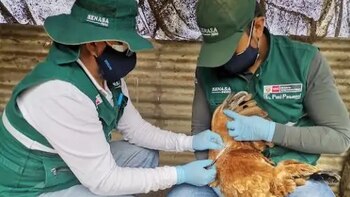 Gripe aviar deja pérdidas de más de 223,000 USD en Honduras