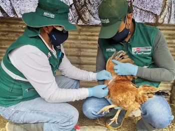 Se ejecutaron labores de limpieza, desinfección, entierro sanitario y vigilancia epidemiológica en predios cercanos. Senasa