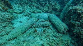 Objetos cilíndricos cubiertos de sedimentos y algas sobre el fondo marino rocoso