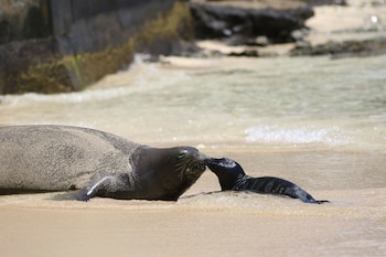 ARCHIVO - Una foja monje hawaiana y su cachorro recién nacido en la playa de Waikiki en Honolulu, el 29 de junio de 2017. (AP Foto/Audrey McAvoy, Archivo)