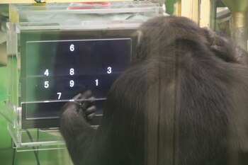 La audiencia humana influye en el comportamiento de chimpancés estudian durante seis años (EFE)