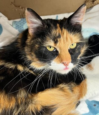 Ambria llegó a Homeward Bound