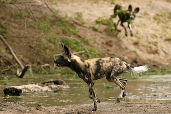 Los perros pintados forman manadas de entre 5 y 20 individuos, en las que solo una hembra alfa y un macho alfa se reproducen (REUTERS)