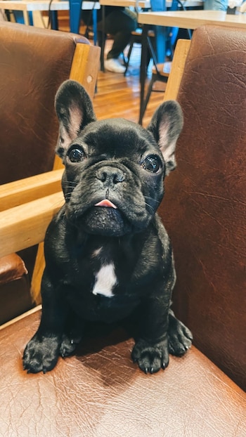 Qué pasó con el perro que corría Candela Arizaga - Facundo Moyano