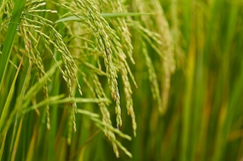 El arroz demuestra una capacidad