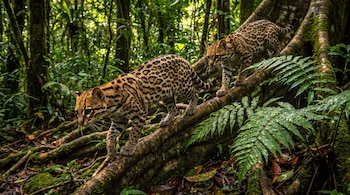 Dos ocelotes de pelaje manchado caminan sobre raíces entre helechos y vegetación verde.