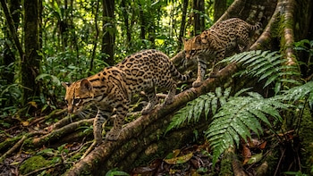Enfermedades de perros y gatos domésticos, la inesperada amenaza sobre el ocelote ecuatoriano
