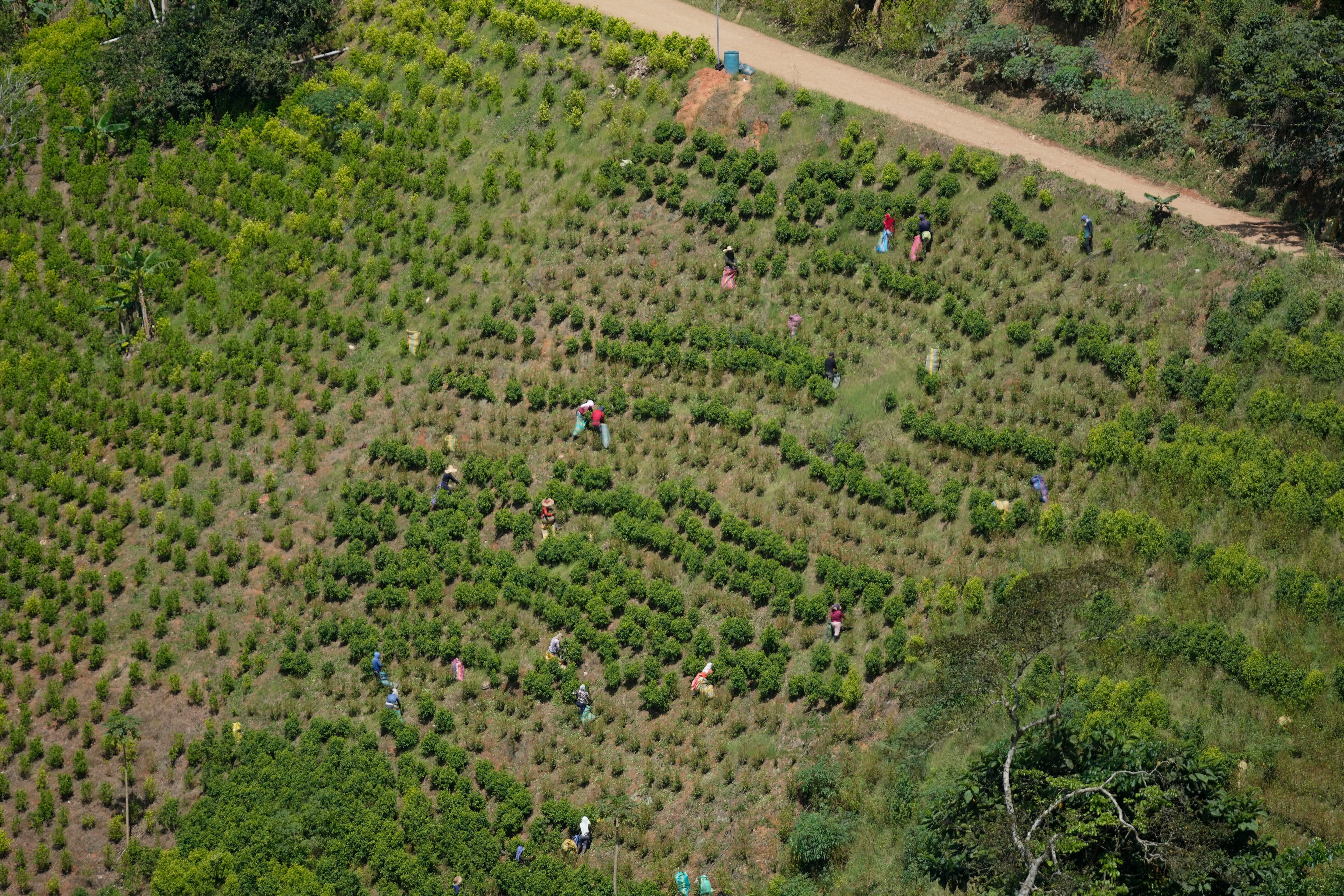 Los elevados cultivos de hoja de coca en el país hicieron que Estados Unidos mantuviera su decisión de descertificar al país, alegando este hecho a la administración de Gustavo Petro - crédito AP