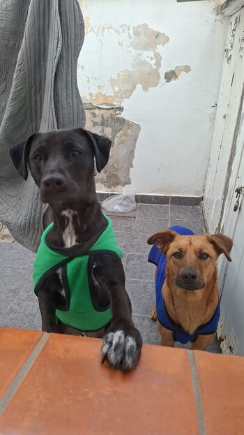 Mientras esperan un hogar, los