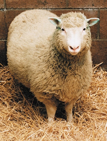 La oveja Dolly fue el