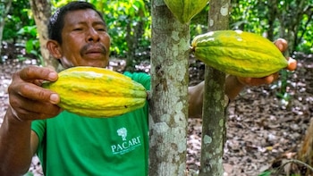 Ecuador exportará más cacao en 2026, pero podría recibir casi USD 2.000 millones menos
