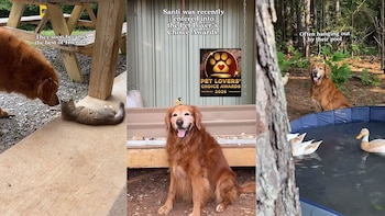 Santi participa en los Pet Lovers Choice Awards. The Little Cabin That Could