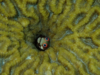 Los registros de Bocas del Toro muestran menos oxígeno a mayor profundidad en Pastores, cuyas aguas son más confinadas, que en Colón Norte, un sector más expuesto al movimiento del mar. Foto cedida por Tim Treuer