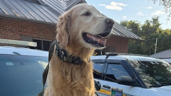 Ruger, el perro policía héroe en Florida: una búsqueda a contrarreloj y los gritos que guiaron el rescate de un menor con autismo