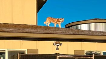 La husky siberiana se subía