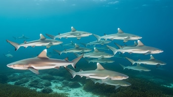 El gobierno de Ecuador fijó por primera vez cuotas anuales para la captura de tiburones