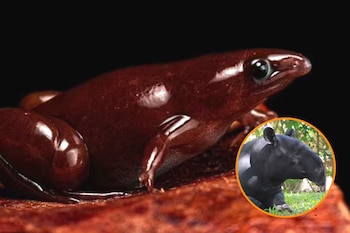 Hallaron una nueva especie de