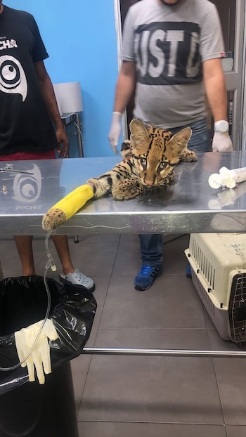 El ocelote en Ecuador bajo amenaza por enfermedades de animales domésticos