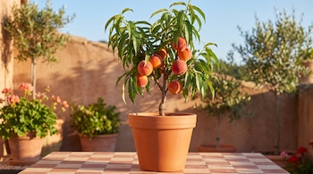 Duraznero pequeño en maceta de terracota sobre mesa de azulejos a cuadros, con duraznos maduros y hojas verdes, bajo cielo azul y pared de fondo.