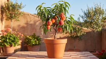 Cómo plantar un árbol de durazno en casa con la semilla de la fruta